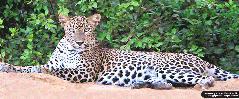 Best week of my sri lanka